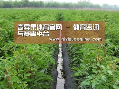 种植基地三