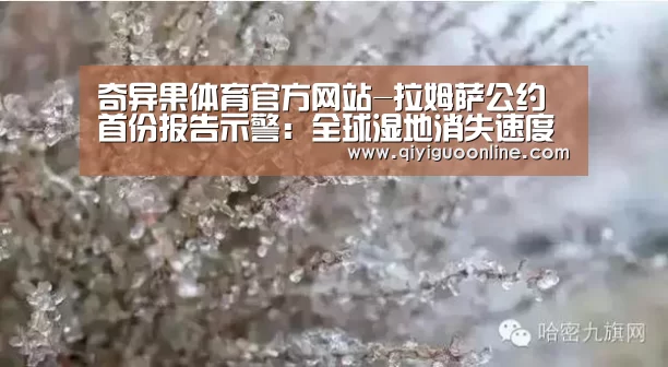 奇异果体育