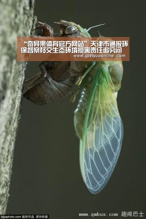 奇异果体育